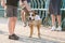 Little boy Â gratifies friendly staffordshire terrier dog outdoor